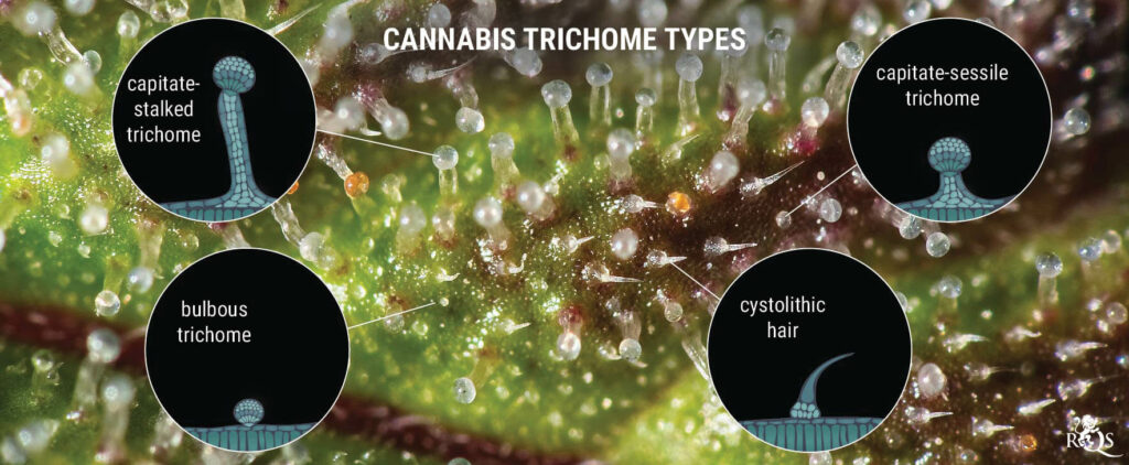 https://www.royalqueenseeds.com